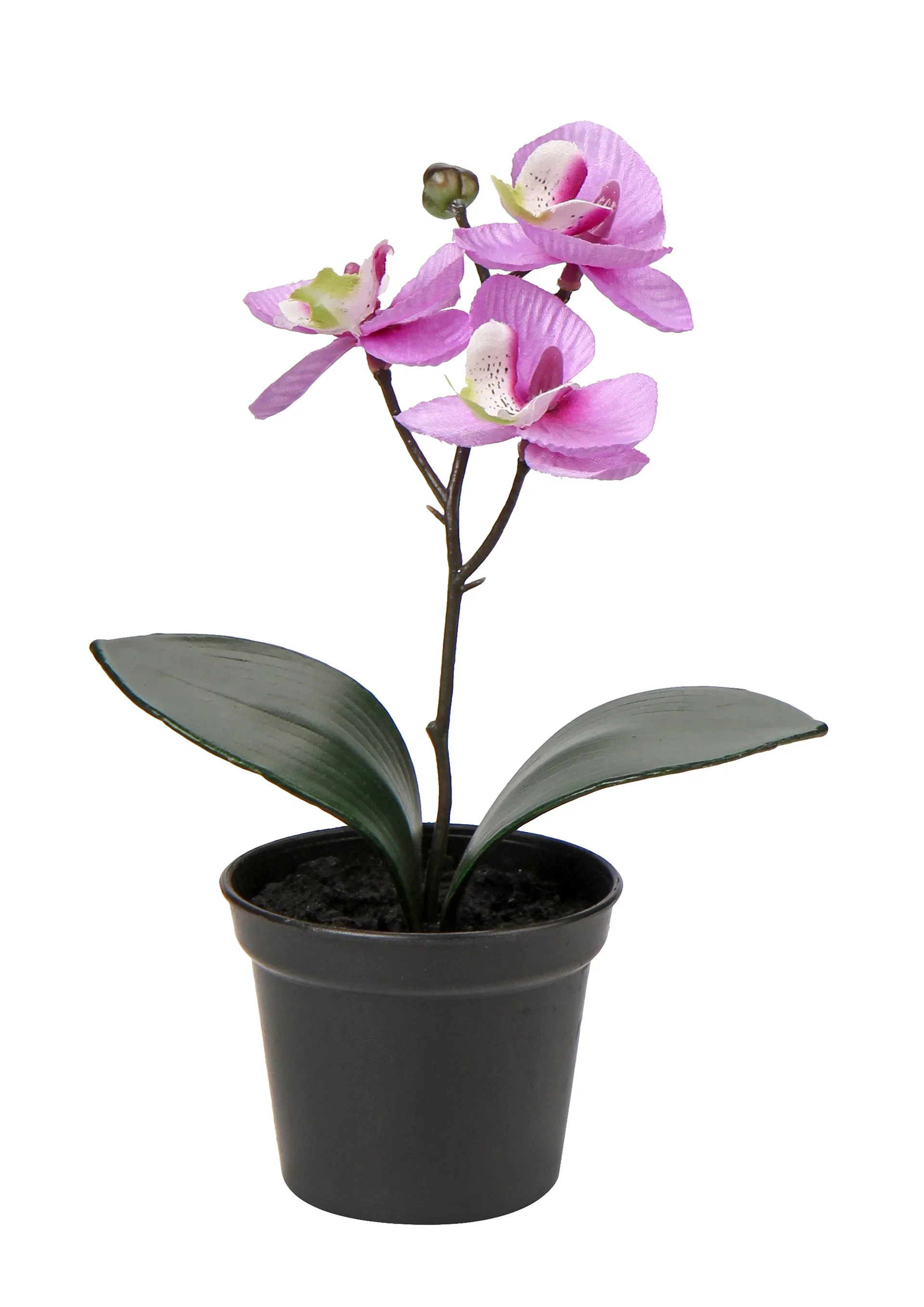 Orchid in pot H20 pink