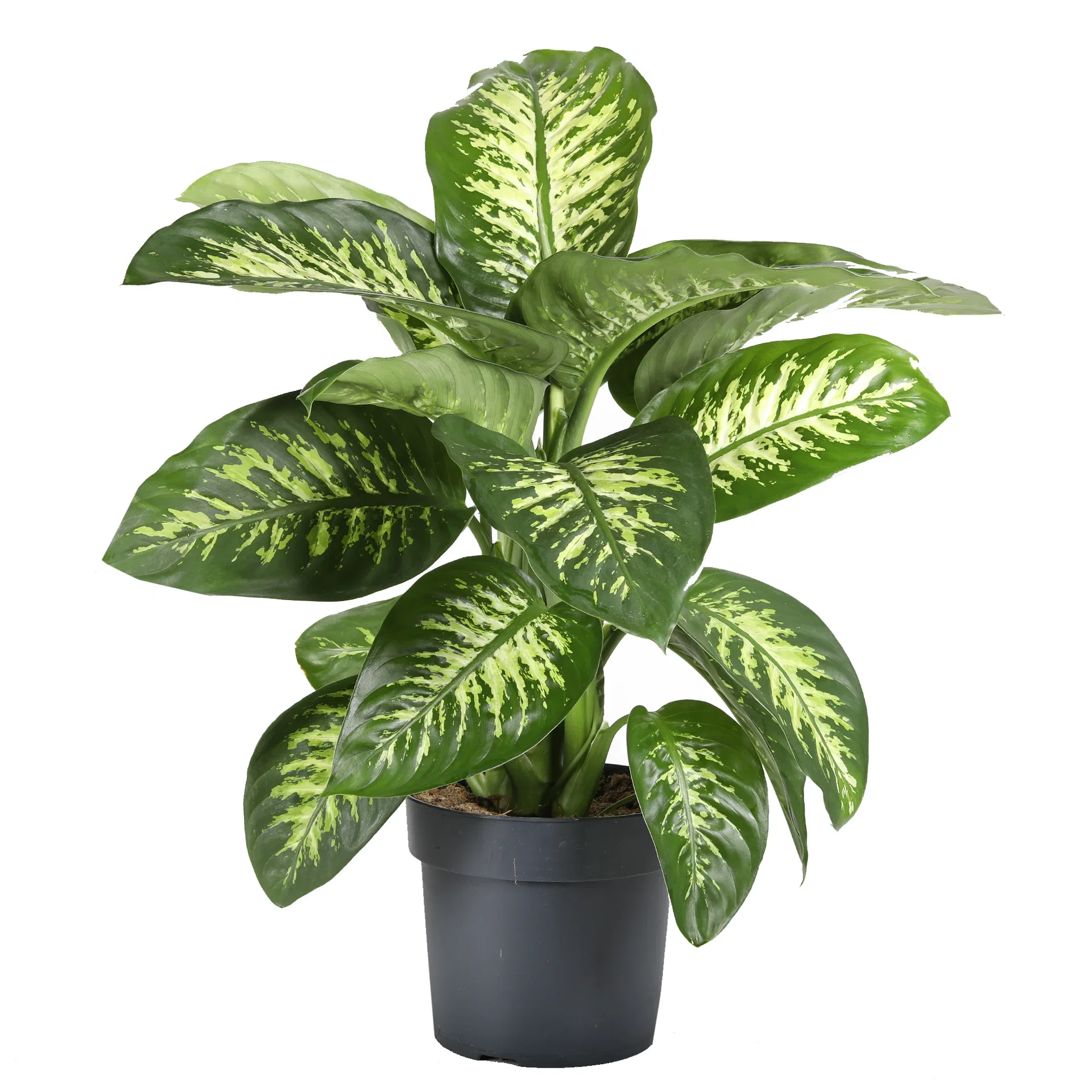 Dieffenbachia 'Tropic Snow' 24 cm