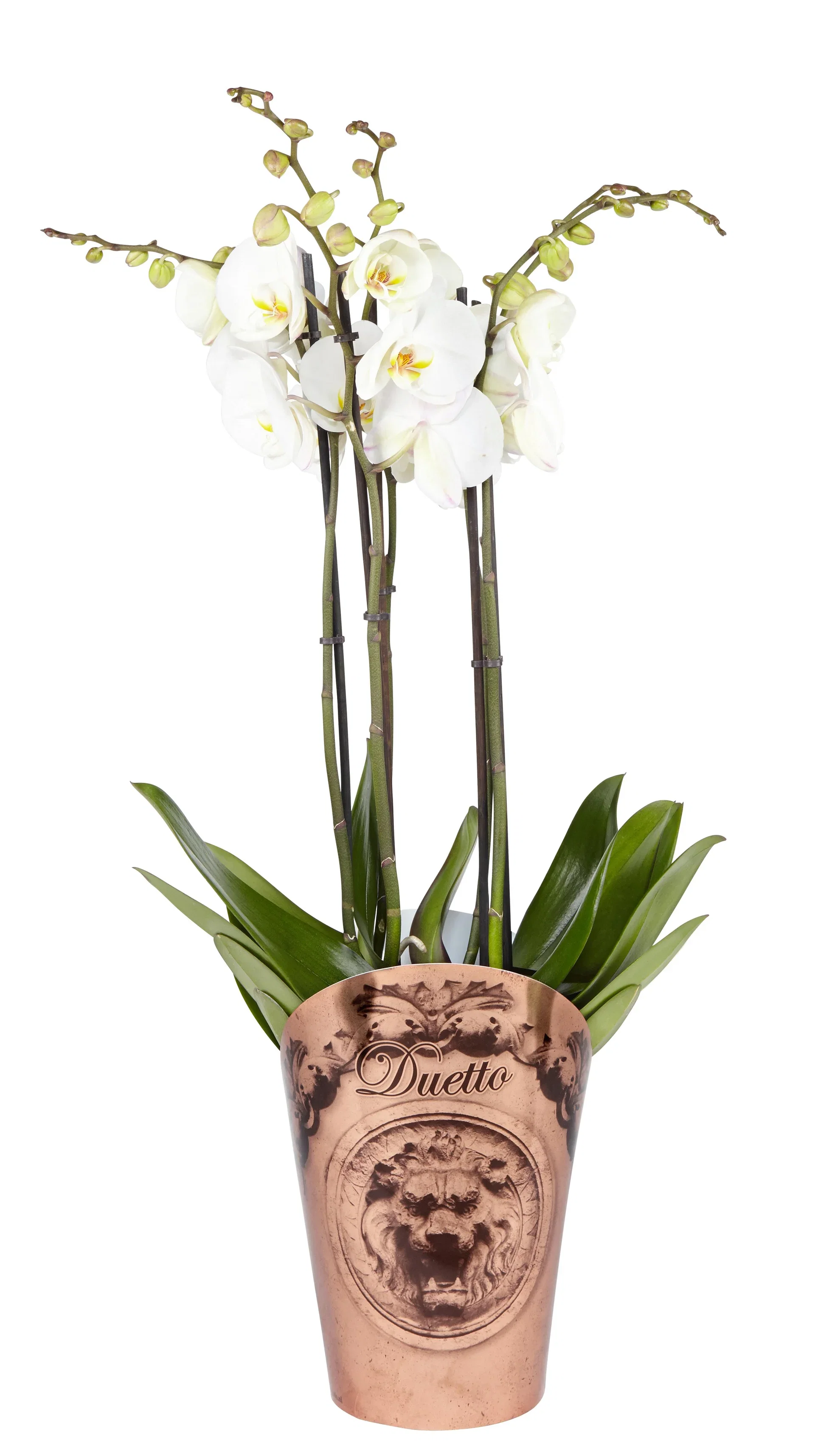Orkidé 'Duetto'