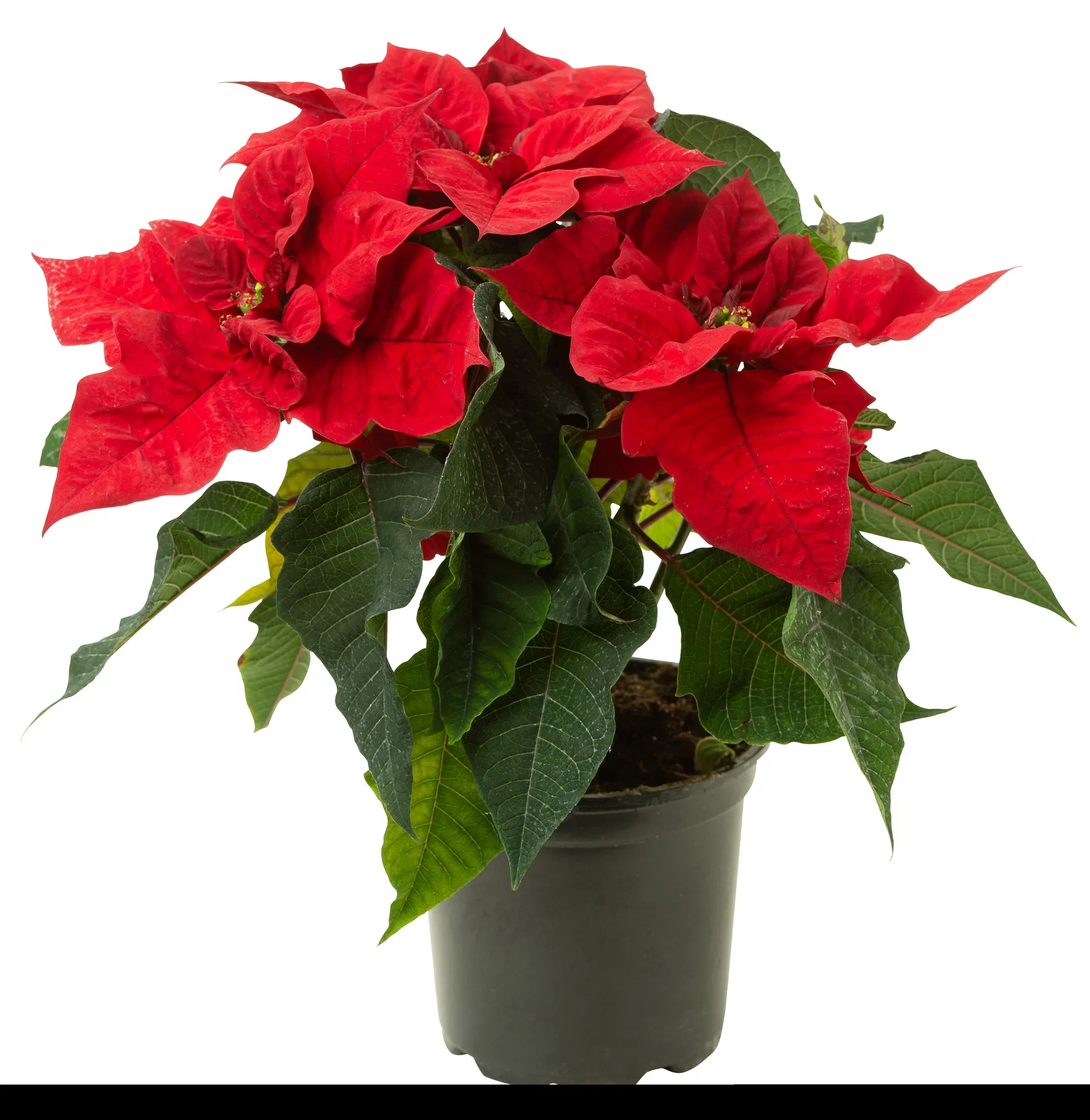 Euphorbia pulch. branched Red 12 cm