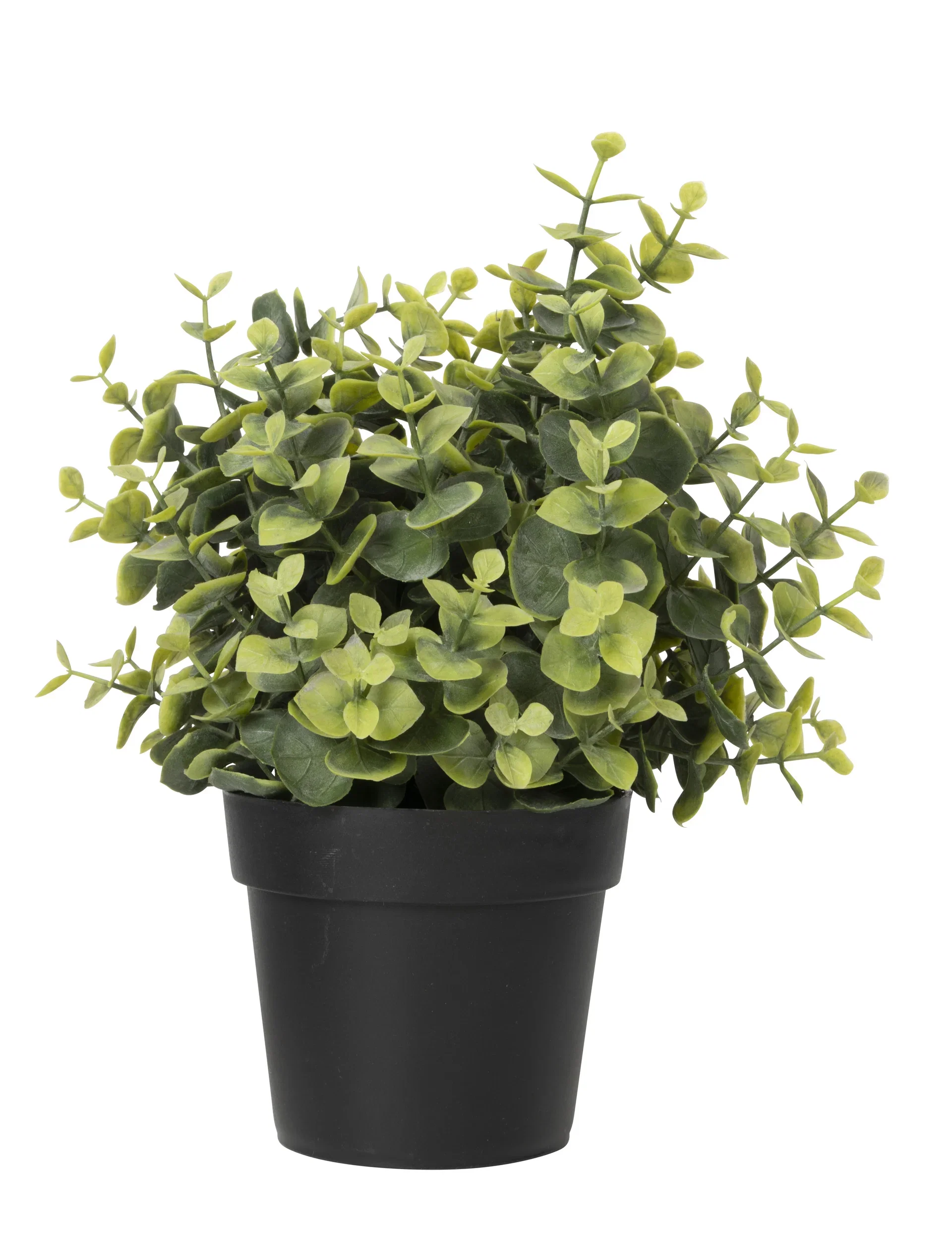 Eukalyptus i potte kunstig