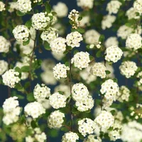 Spiraea x vanhouttei 2L