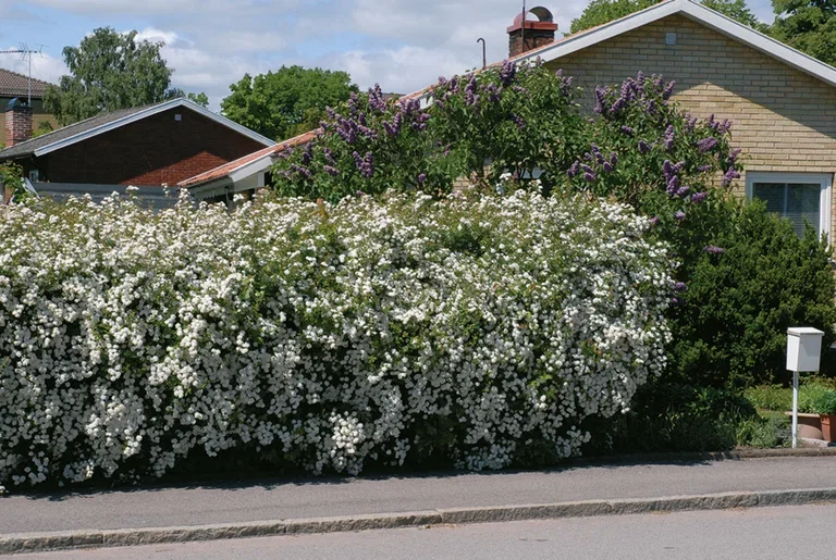 Spiraea x vanhouttei 2L