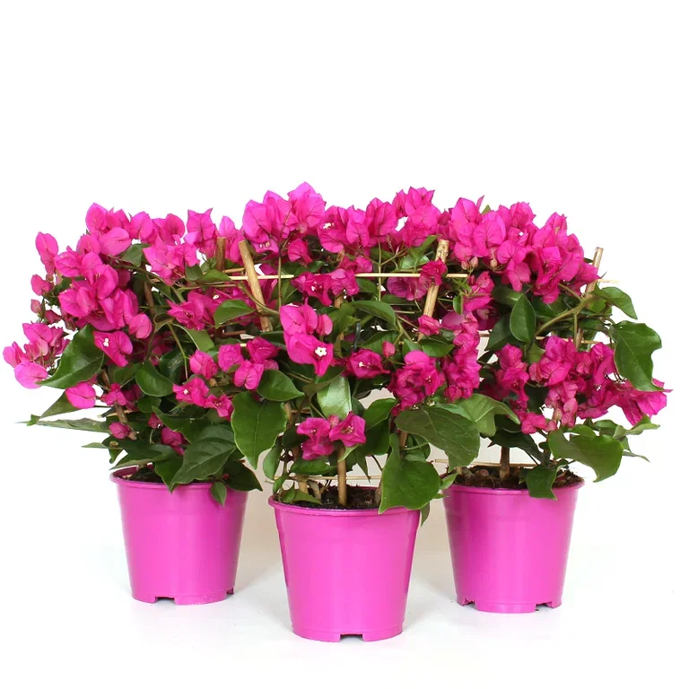 Trillingblomst 'Vera Deep Purple'