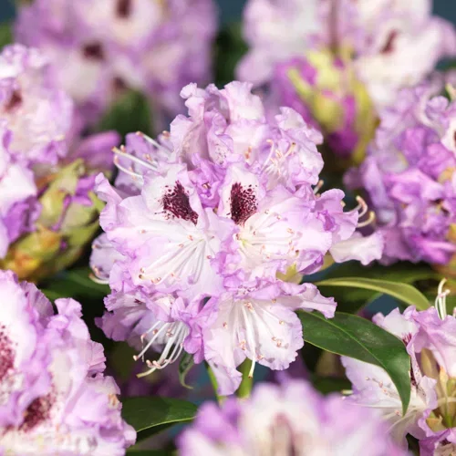 Rododendron Hybr. 'Blue Jay'