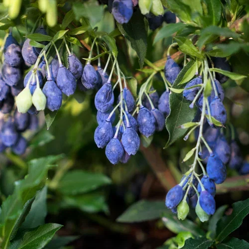 Blåbær LUCKY BERRY®