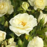 Rosa 'White Meilove' 4L