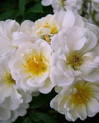 Klatrerose 'Lykkefund'