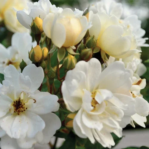 Klatrerose 'Lykkefund'