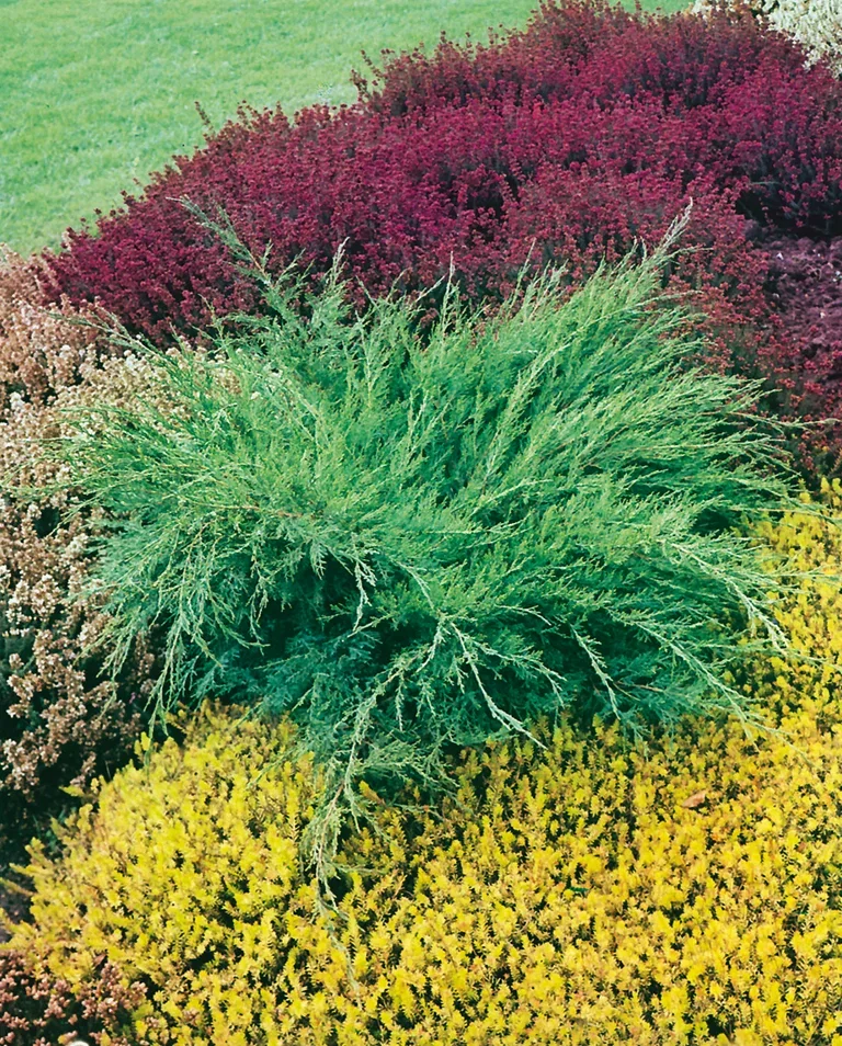 Juniperus x pfitzeriana 'Mint Julep' 40-50cm 22cm