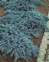 Himalayaeiner 'Blue Carpet'