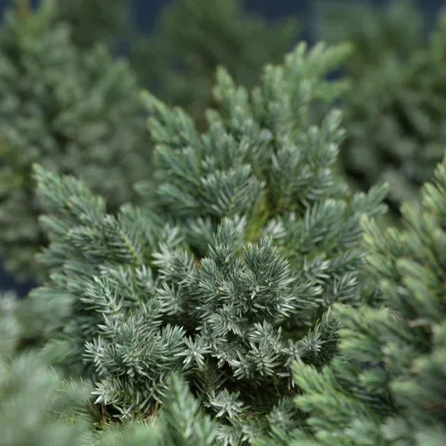 Juniperus squamata 'Blue Star' 25-30cm 22cm