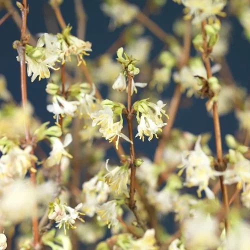 Lonicera caerulea 'Kirke' 4,5L