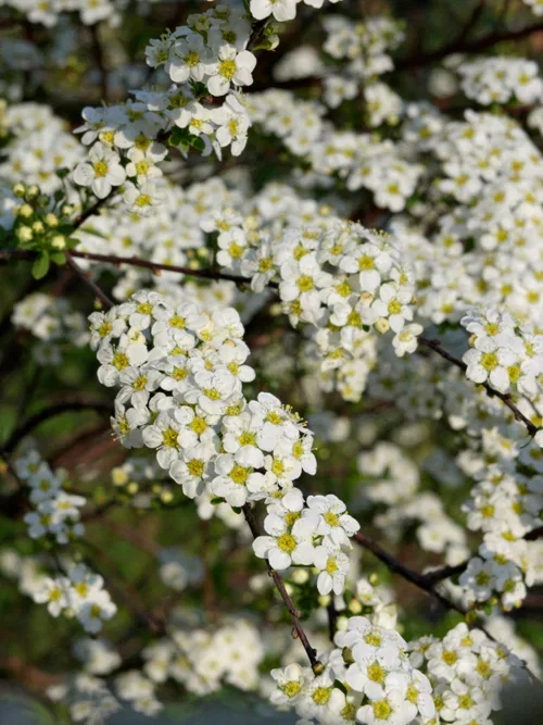 Sommerspirea 'Halward's Silver'
