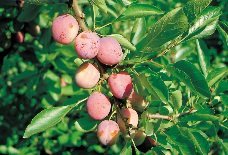 Prunus domestica 'Opal' E St.Jul.A 10L