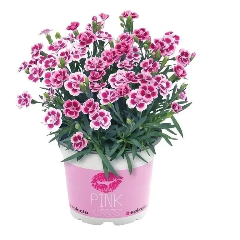 Hagenellik 'Pink Kisses'