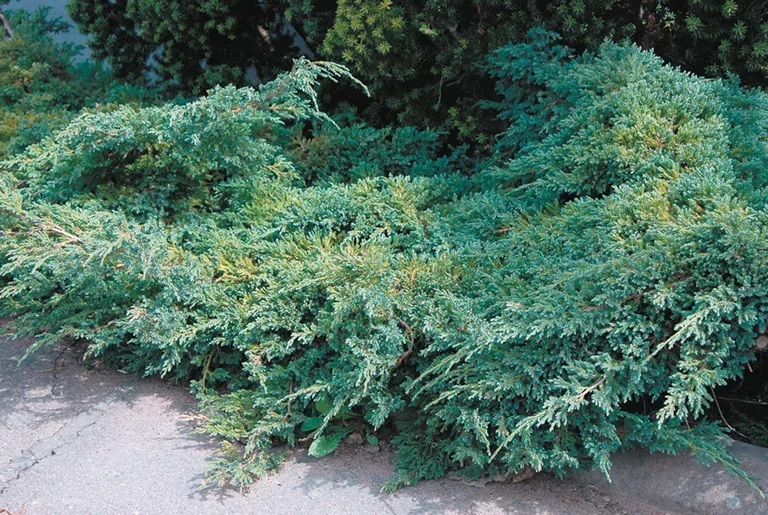 Himalayaeiner 'Blue Carpet'