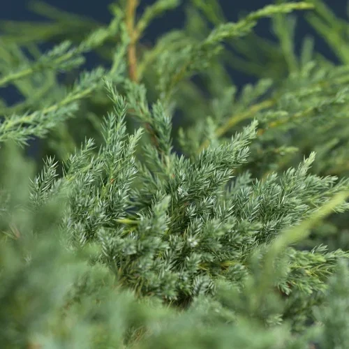 Himalayaeiner 'Blue Carpet'