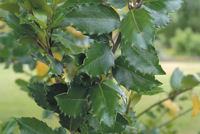 Kristtorn 'Heckenstar'