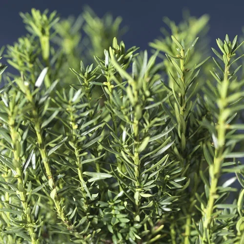 Hybridbarlind 'Hillii'