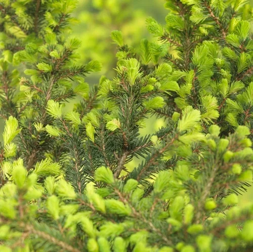 Picea omorika 'Karel' 20-25cm 17cm