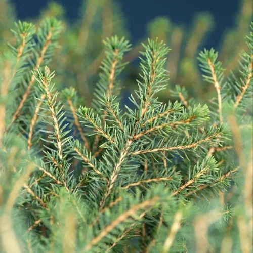 Picea omorika 'Karel' 20-25cm 17cm