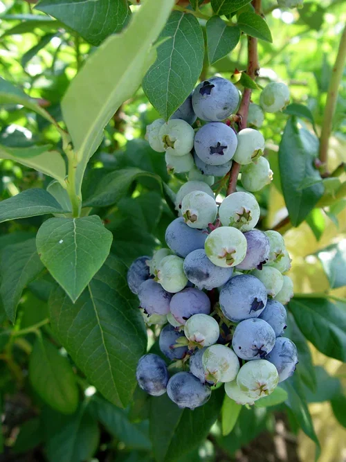 Hageblåbær 'Patriot'