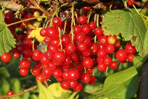 Ribes rubrum 'Jonkheer van Tets' stem 60 cm 23cm