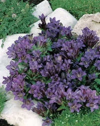 Gentiana 10,5 cm