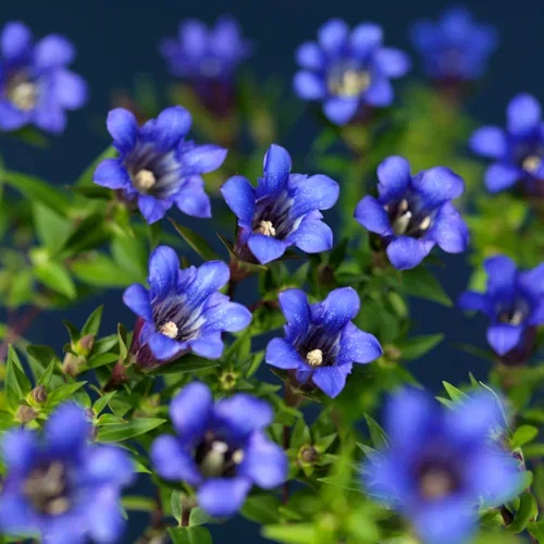 Gentiana 10,5 cm