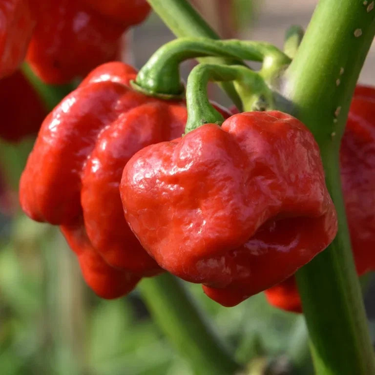 All N. Capsicum Chili 'Trinidad Maruga Scorpion' 10,5 cm