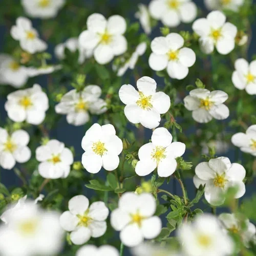 Hagestokk 'Abbotswood'