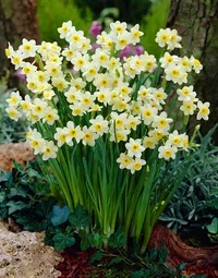 Narcissus 'Minnow' 12 cm