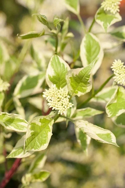 Sibirkornell 'Elegantissima'