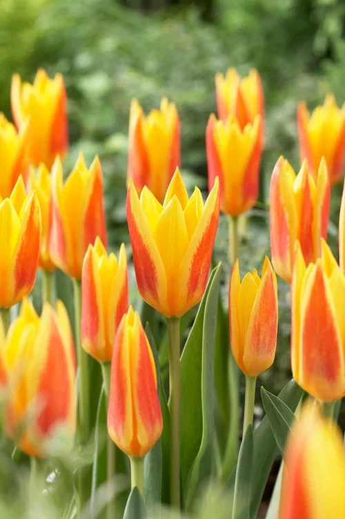 Tulipa Giuseppe Verdi 11/12 - 6 bulbs