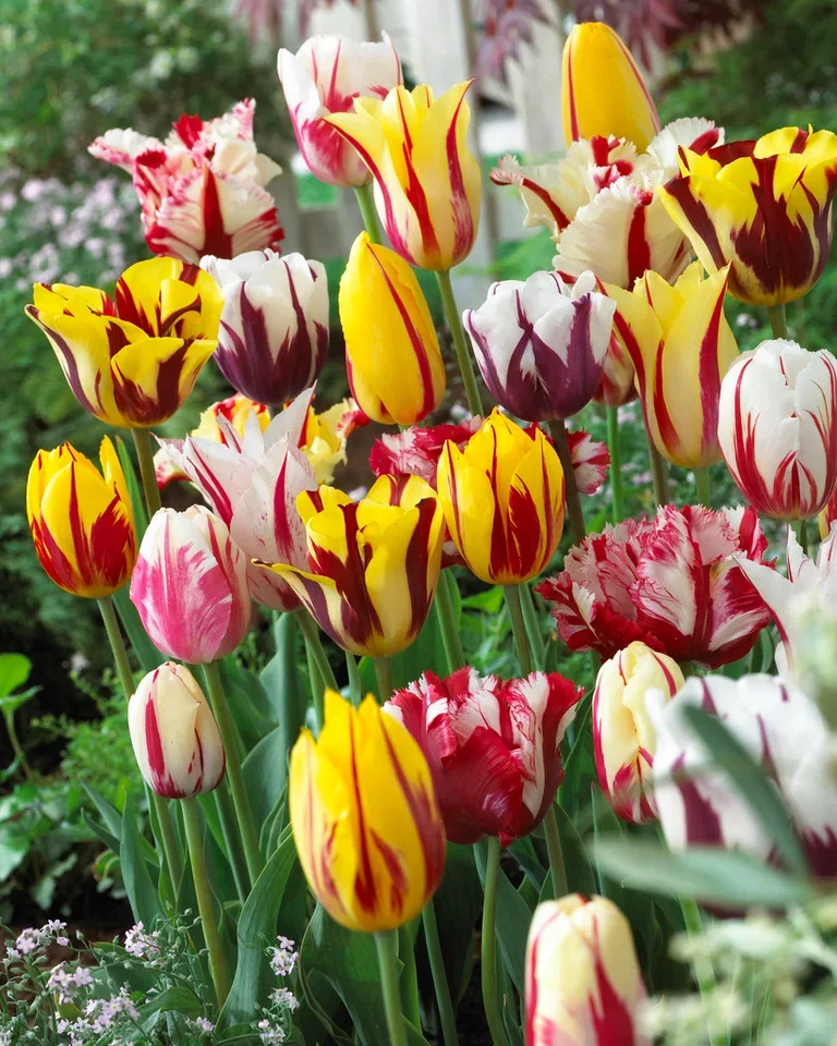 Tulipa Rembrandt 11/12 mix