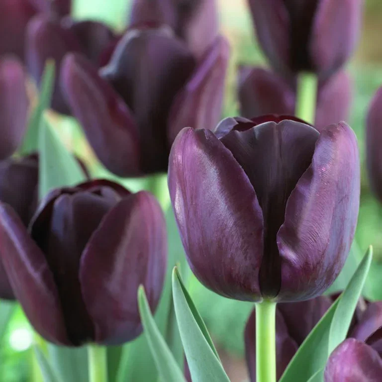Tulipan 'Queen of Night'