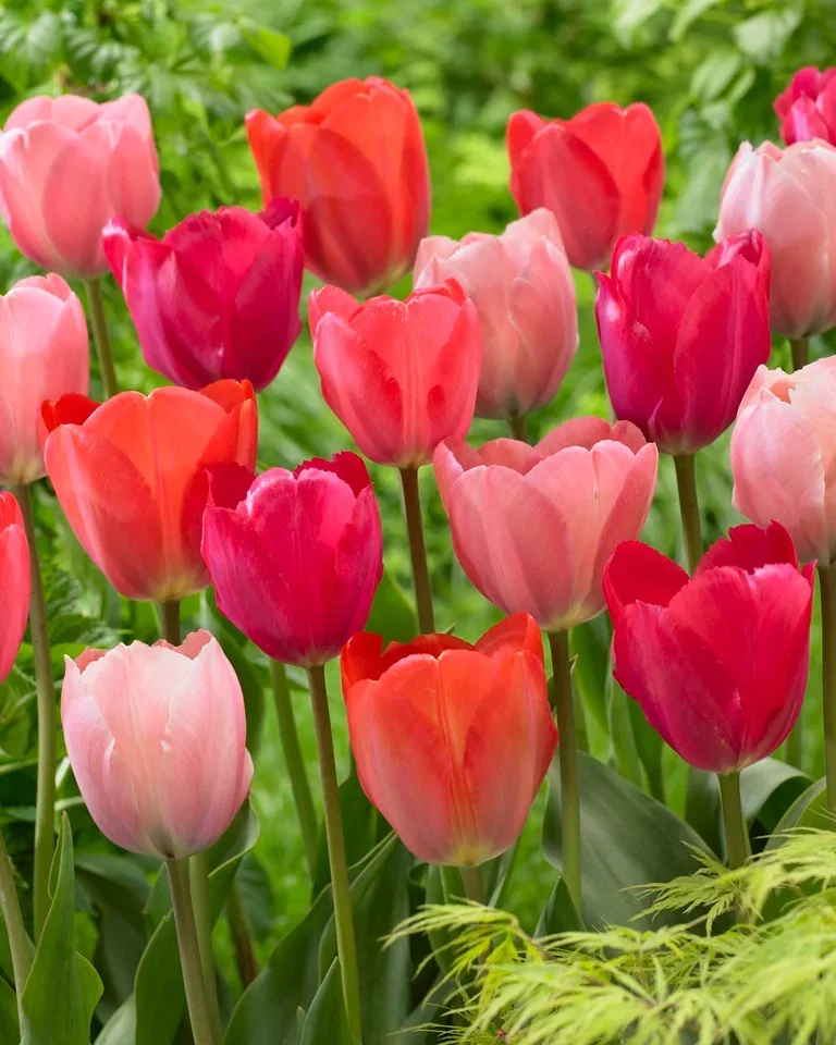 Tulipanmiks Pink Promise - 12 stk