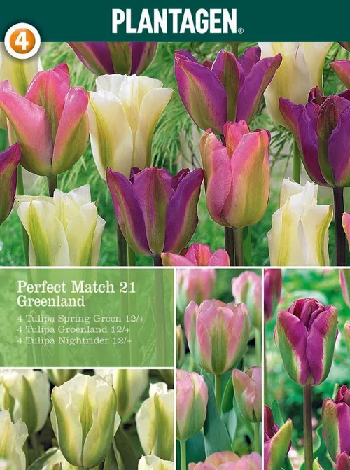 Tulipanmiks Greenland Blend