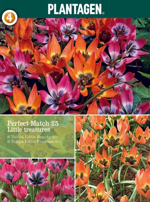 Perfect Match 25 Little treasu