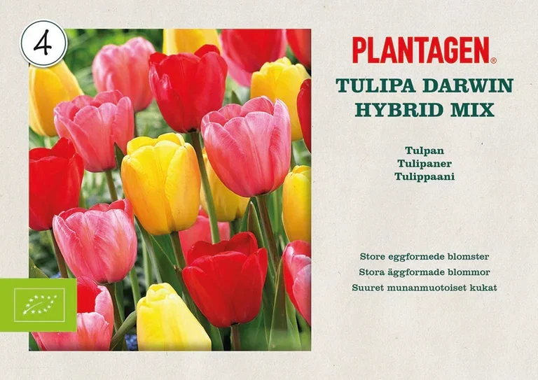 Tulipan Darwin-hybrider miks ØKO