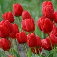 Tulipan 'Red Impression' EKO