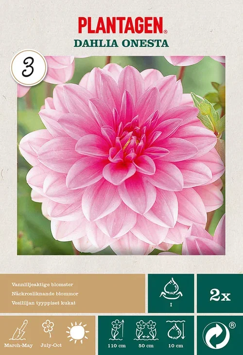 Dahlia Decorative Onesta