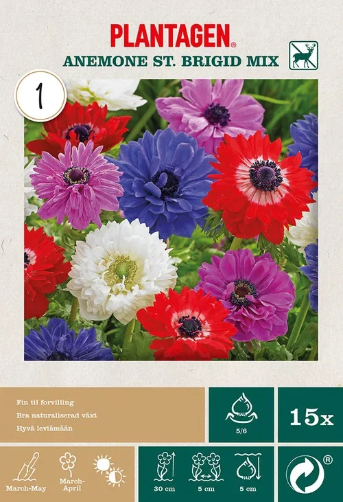 Bukettanemone miks ‘St. Brigid’