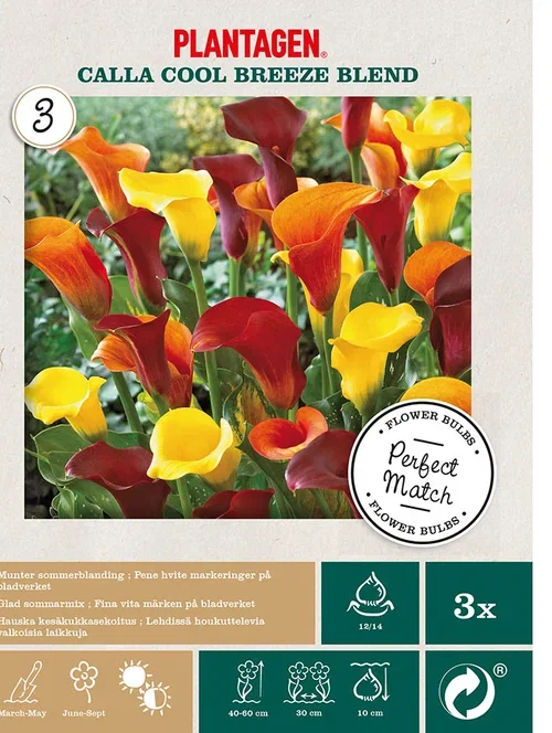 Calla miks ‘Cool Breeze’