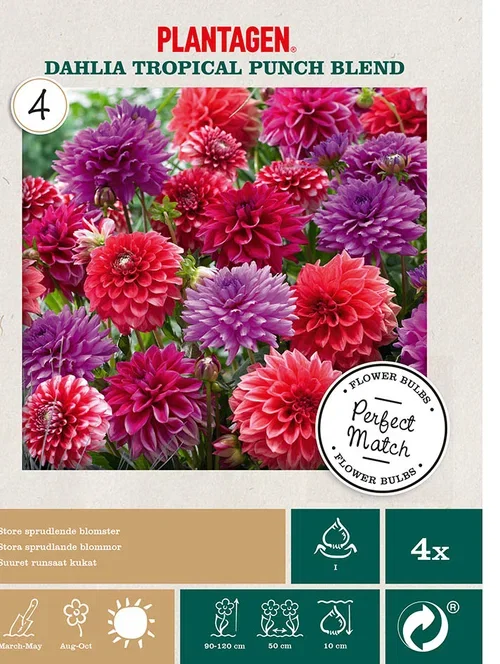 Georgine miks ‘Tropical Punch’