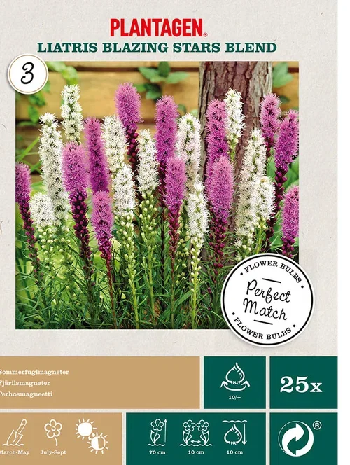 Perfect Match 12 - Liatris Bla