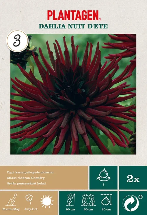 Kaktusgeorgine 'Nuit d'Ete’