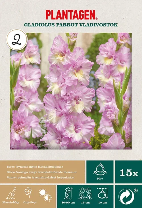 Papegøye-gladiol ‘Vladivostok’