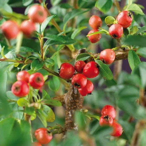 Cotoneaster x suecicus 'Coral Beauty' 6-pack